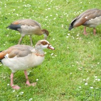 Egyptian Goose